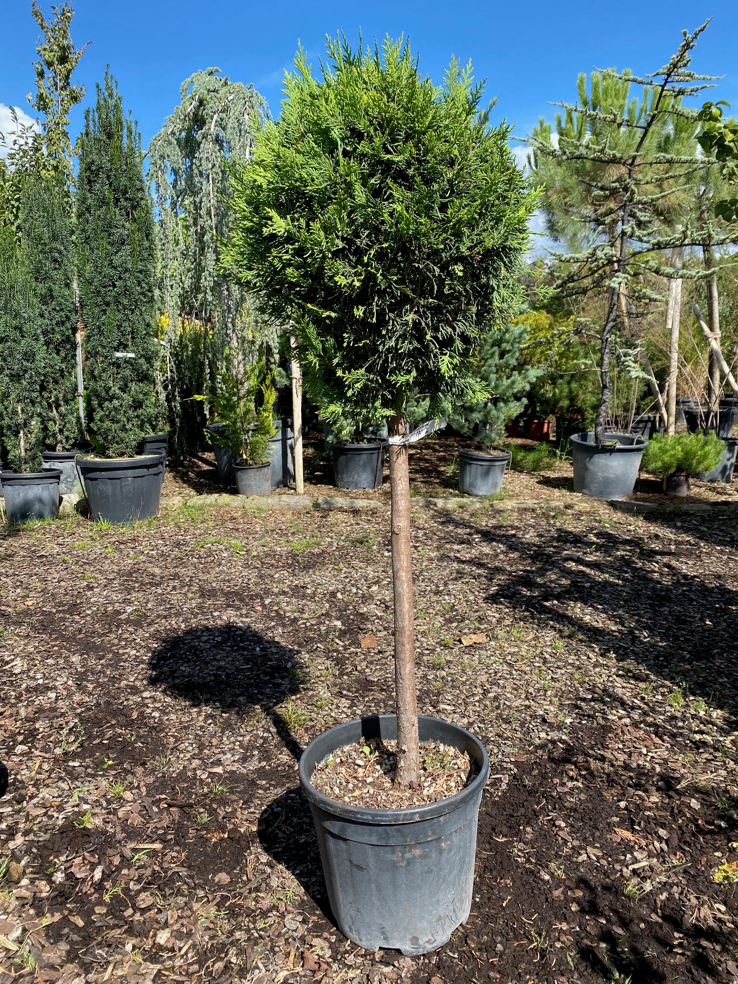 Leylandzypresse / Cupressocyparis leylandii